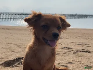 Mixed Breed dogs Joy - Ad 26