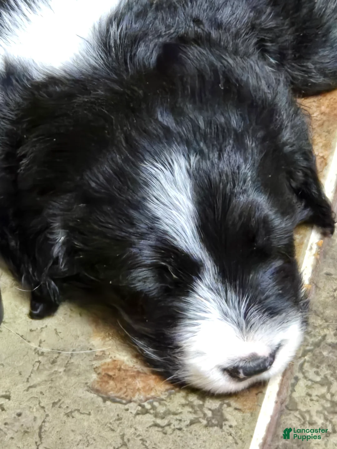 Mixed Breed dogs for sale: Scout - Ad 2