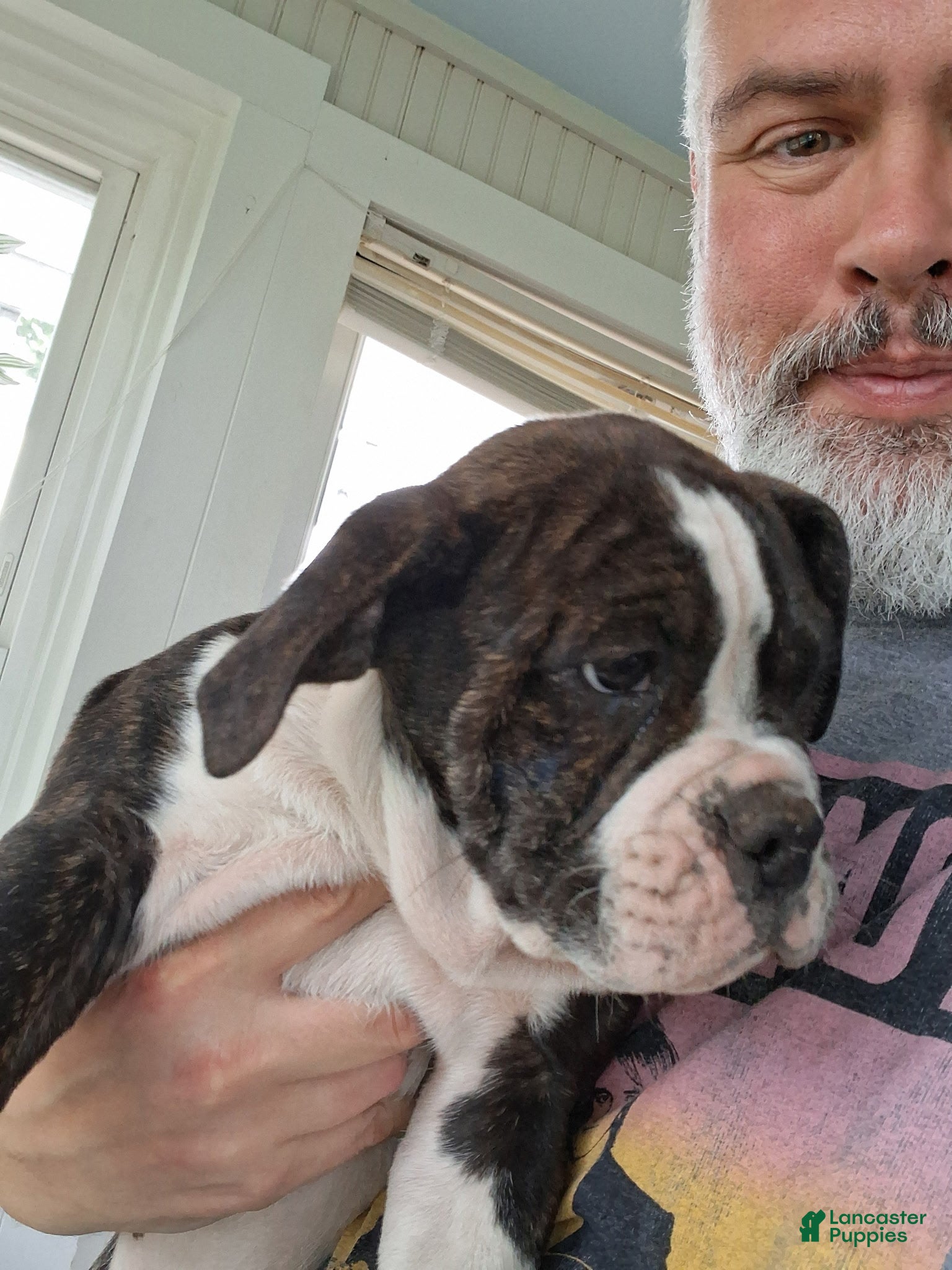 Olde English Bulldogge dogs Gouda  - Ad 1
