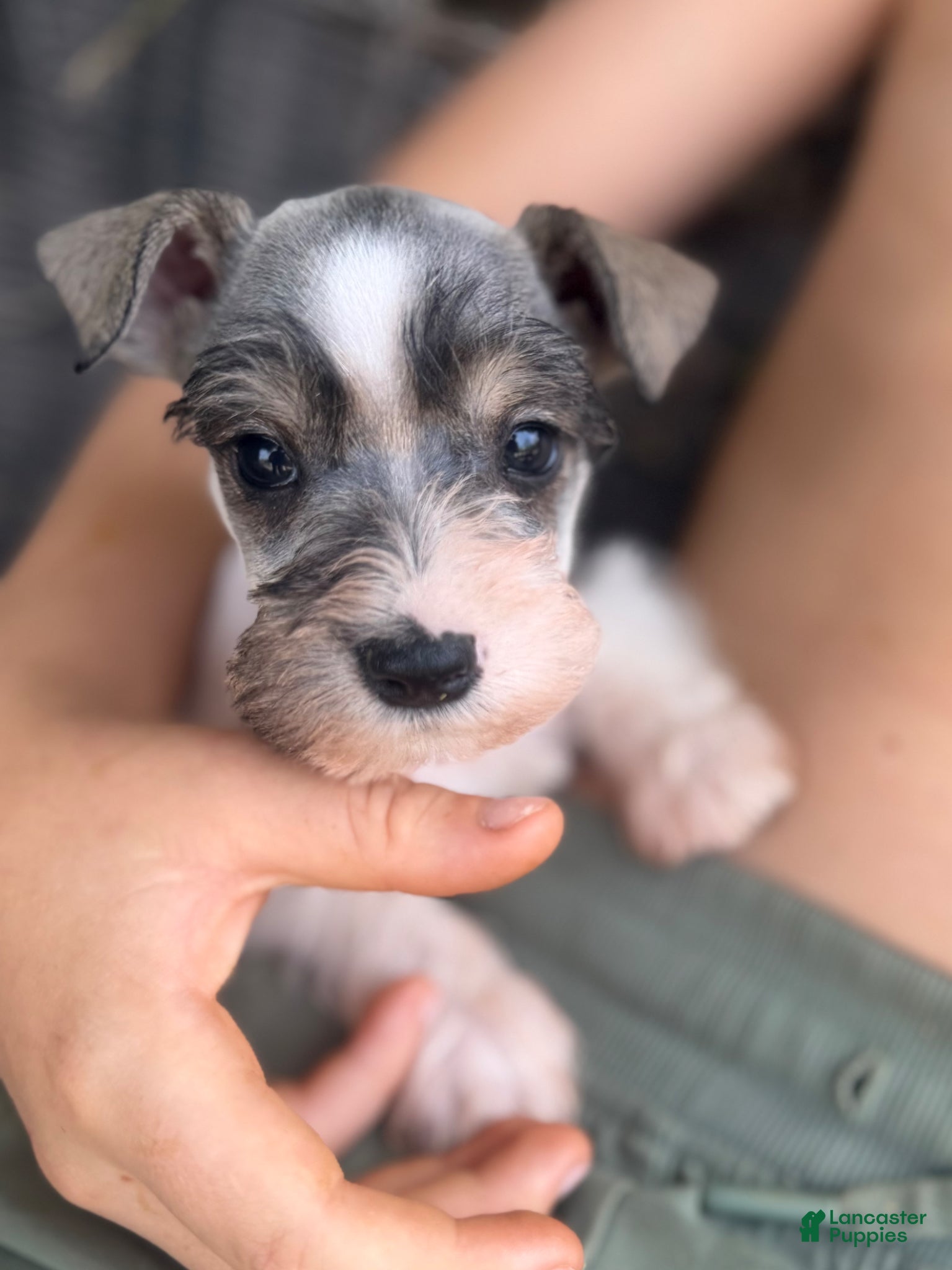 Miniature Schnauzer dogs Miniature Schnauzer Puppy 2 - Ad 21