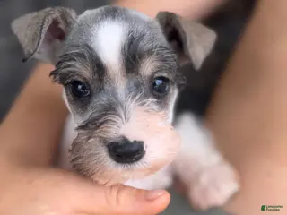 Miniature Schnauzer dogs Miniature Schnauzer Puppy 2 - Ad 21