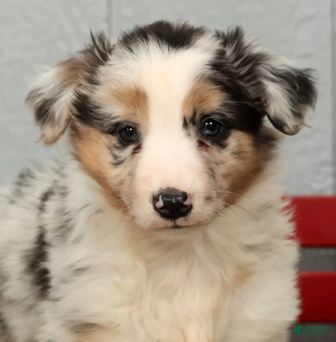 Australian Shepherd dogs for sale: Gary - Ad 9