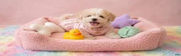 Maltipoo dogs for sale: CHANEL - Ad 2