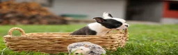 Frenchton dogs for sale: BONNIE - Ad 8
