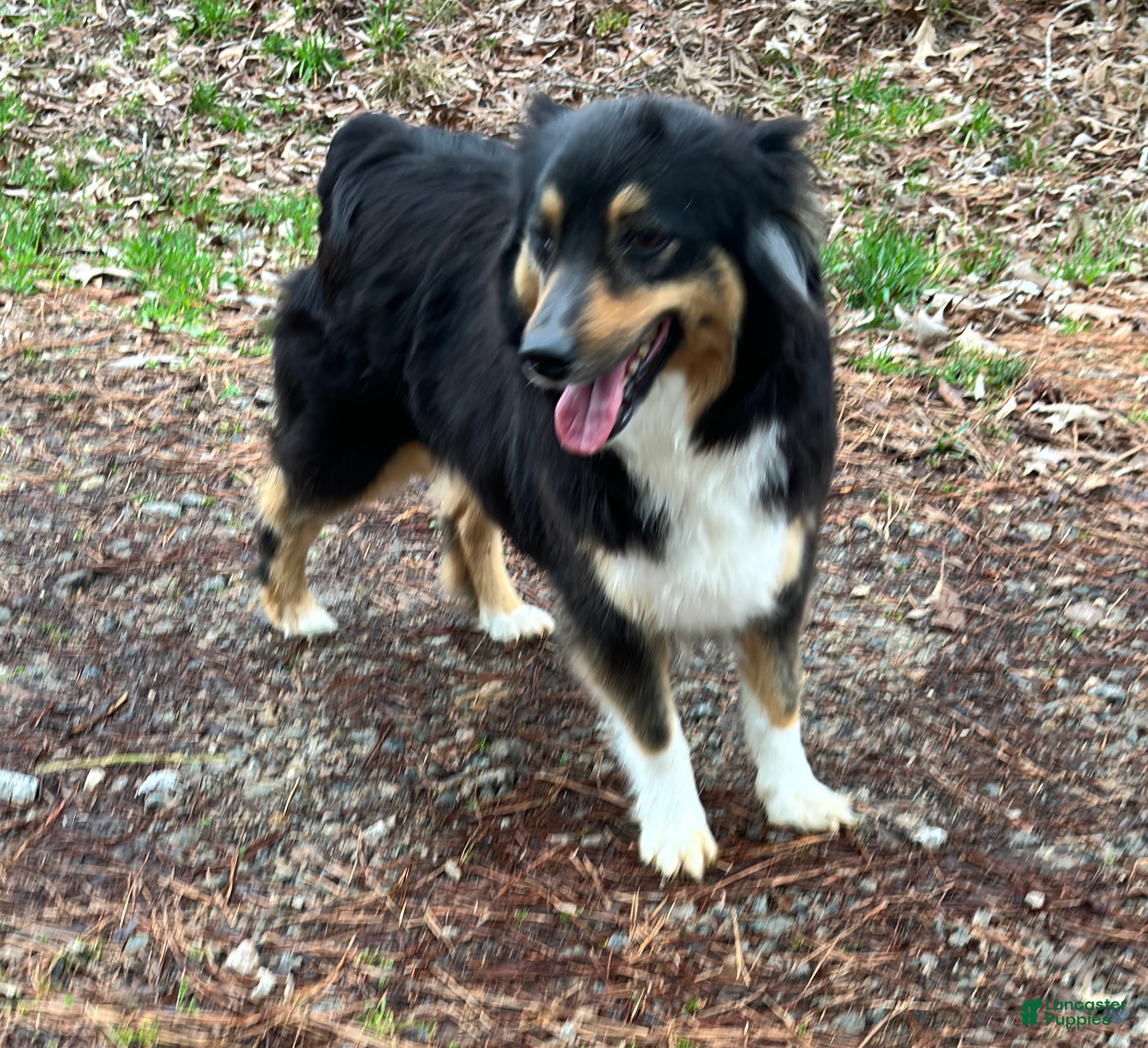 Miniature Australian Shepherd Puppies for sale under $200 - Main Image