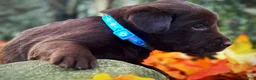 Labrador Retriever dogs for sale: Labrador Retriever 1 - Ad 7