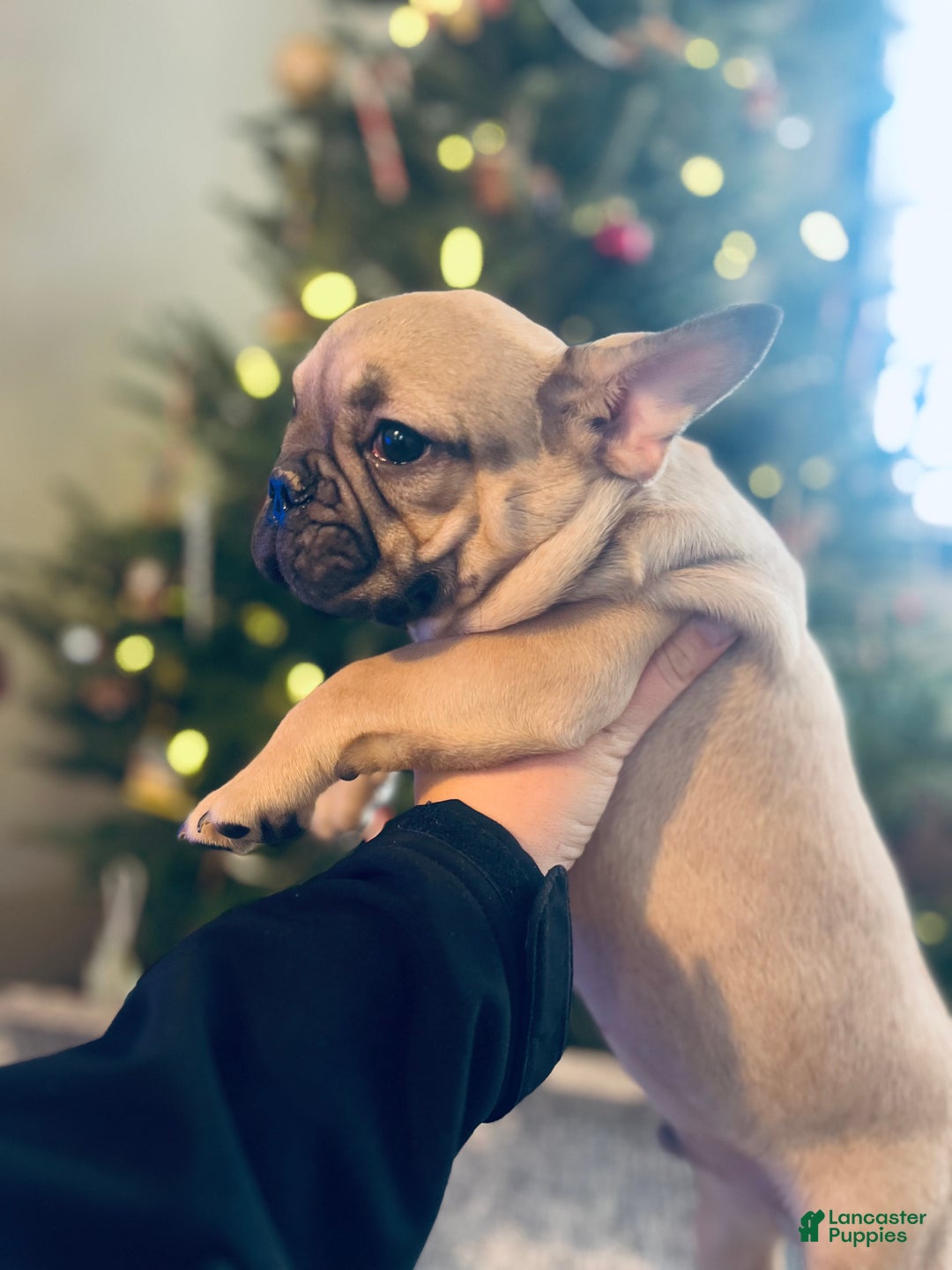 French Bulldog dogs for sale: Duck - Ad 5