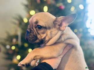 French Bulldog dogs Duck - Ad 20