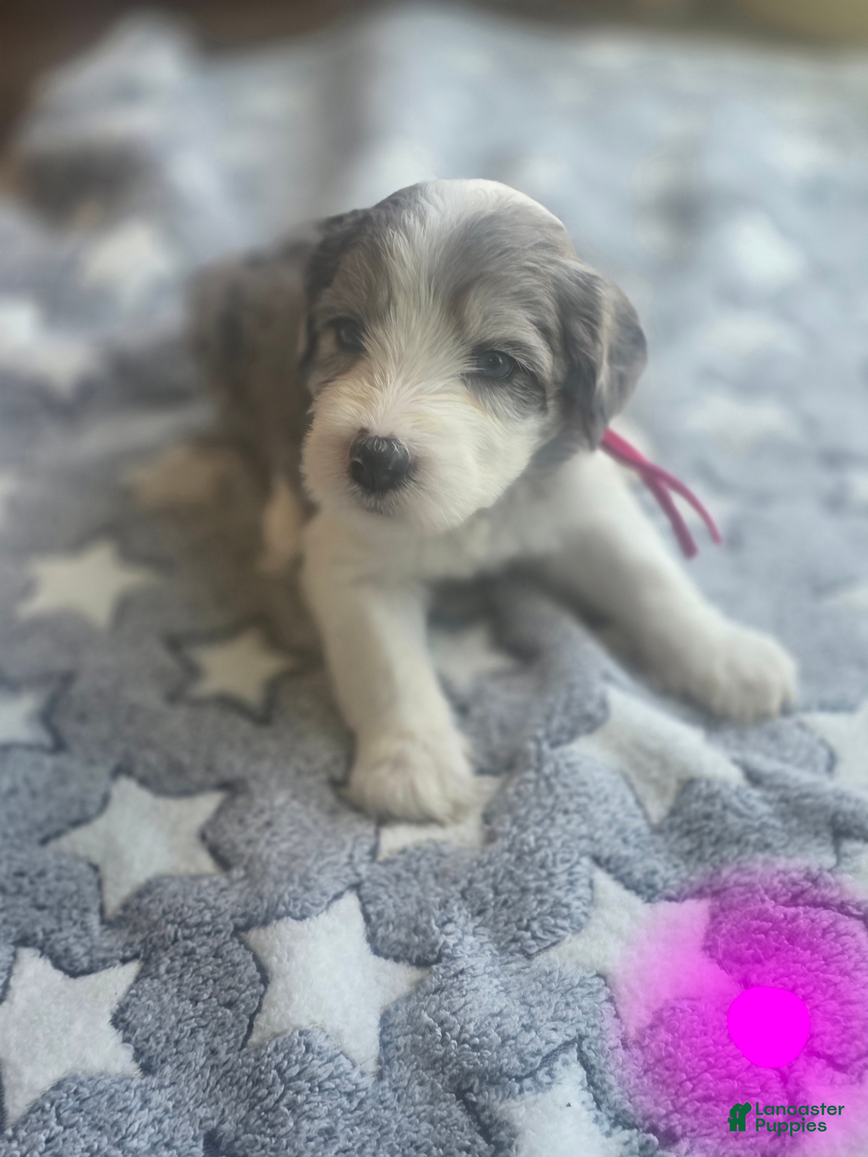 Sheepadoodle dogs Daisy-dark pink collar  - Ad 19