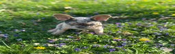 French Bulldog dogs for sale: French Bulldog Puppy 3 - Ad 4