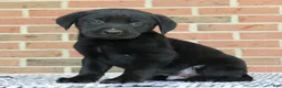 Labrador Retriever dogs for sale: Benji - Ad 1