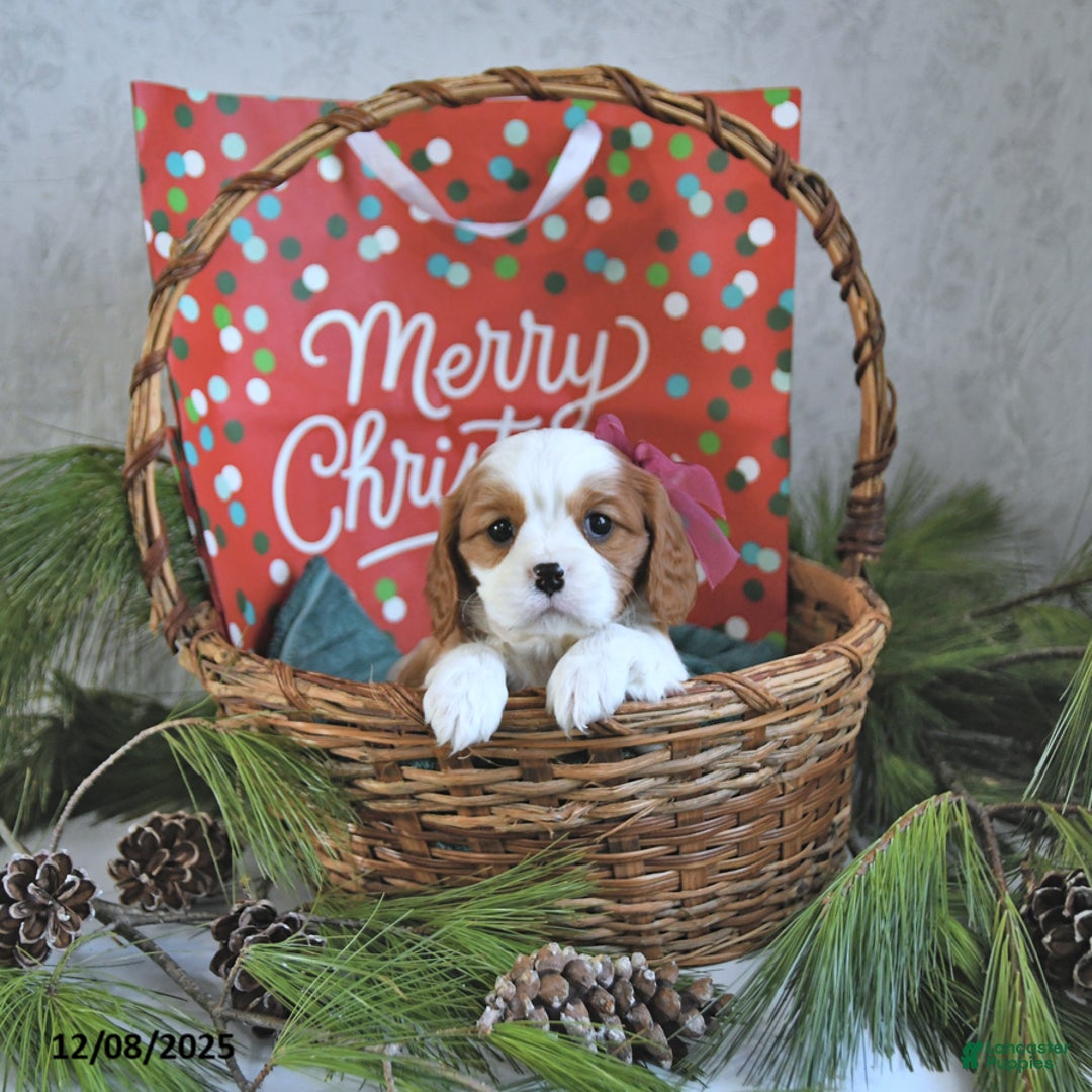 Cavalier King Charles Spaniel dogs for sale: Holly - Ad 5