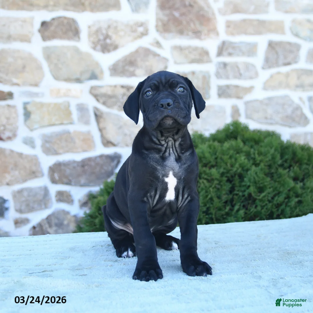 Cane Corso dogs for sale: Tazer - Ad 2