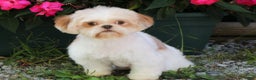 Shih Tzu dogs for sale: John - Ad 5