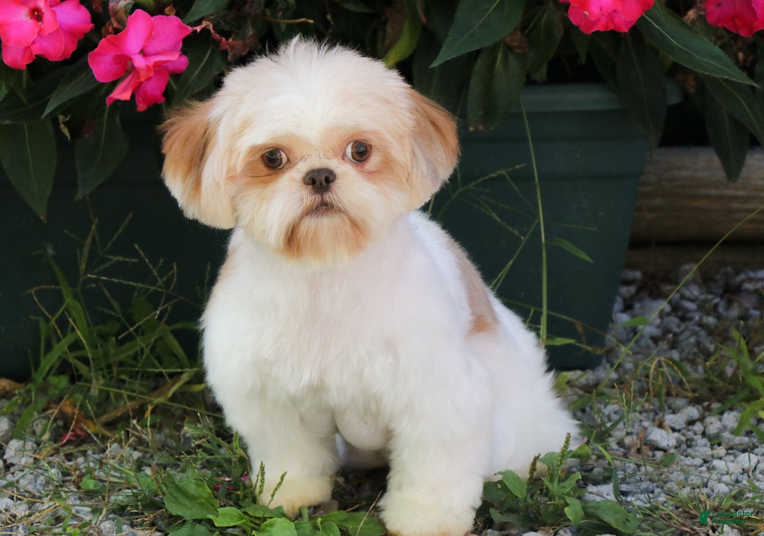 Shih Tzu dogs for sale: John - Ad 5
