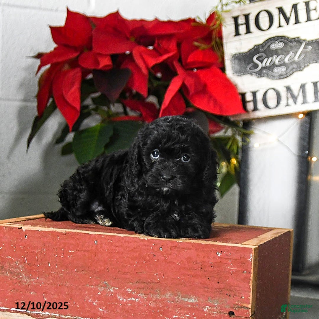 Cavapoo dogs for sale: Fluffy - Ad 2