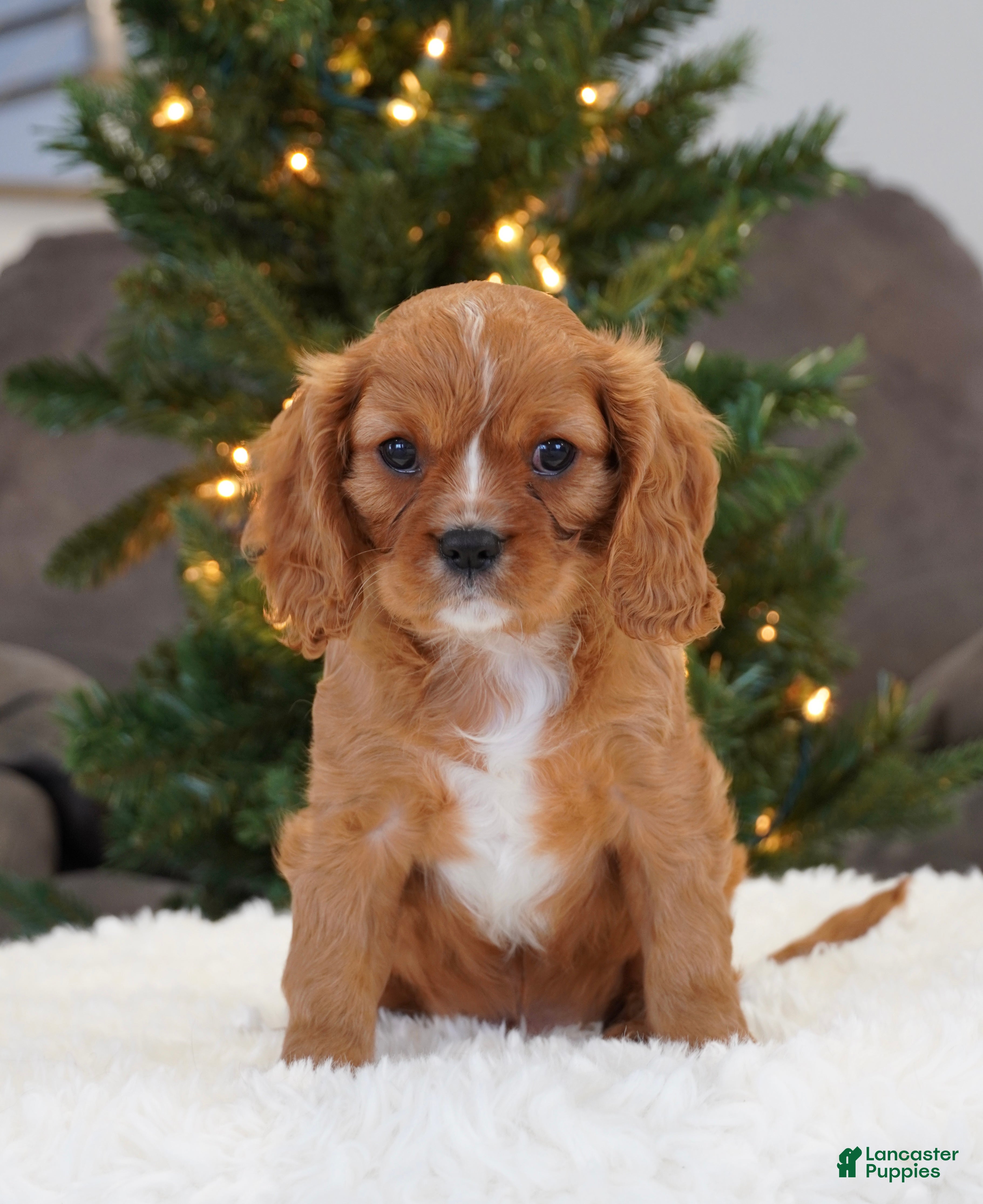 Cavalier King Charles Spaniel dogs Ollie - Ad 21