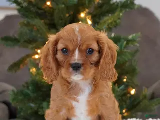 Cavalier King Charles Spaniel dogs Ollie - Ad 9