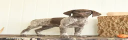 German Shorthaired Pointer dogs for sale: Duchess - Ad 3