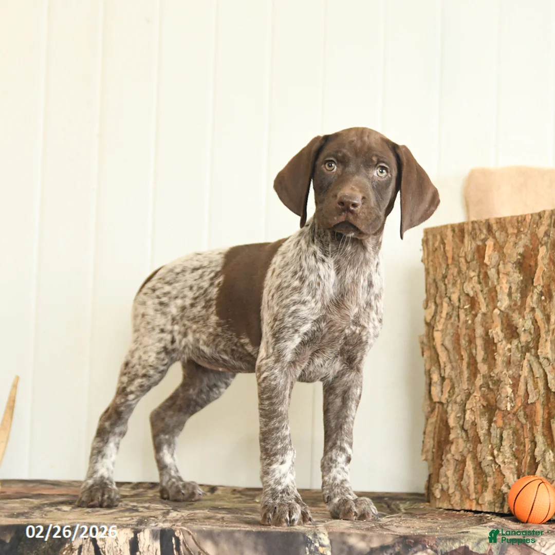 German Shorthaired Pointer dogs for sale: Duchess - Ad 3