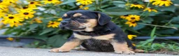 Beabull dogs for sale: Ace 🐶✨ - Ad 7