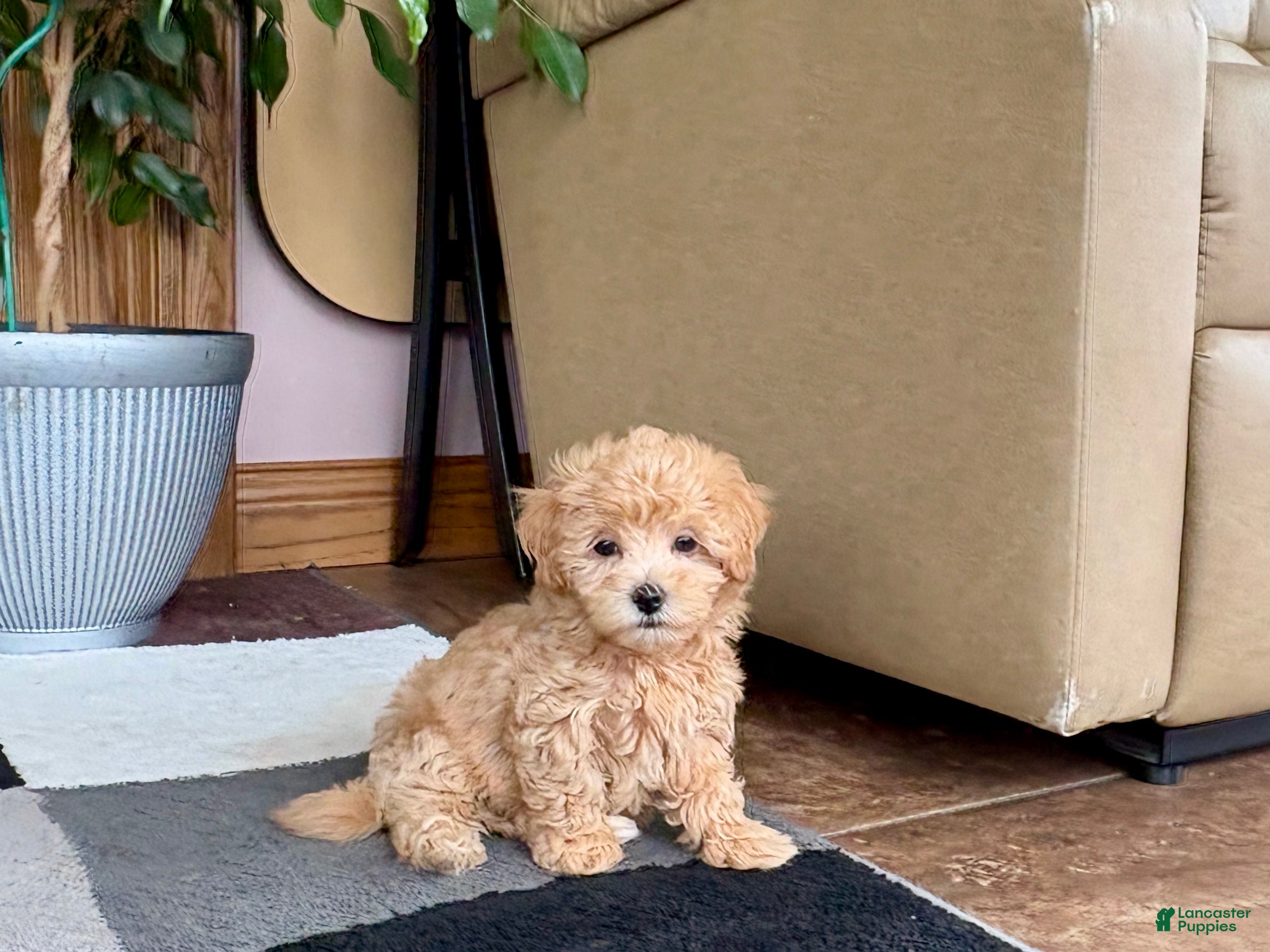 Maltipoo dogs Suzie  - Ad 1