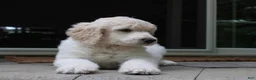 Standard Poodle dogs for sale: River AKC Standard Poodle  - Ad 10