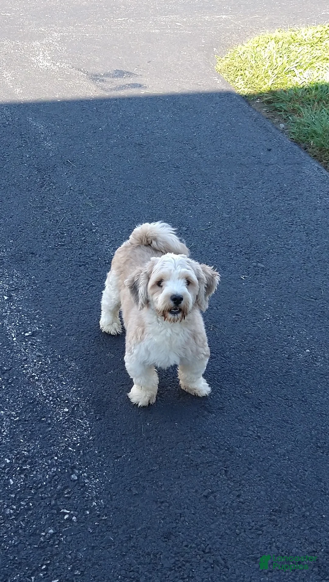 Havanese dogs for sale: Jasper  - Ad 6