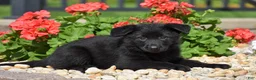 German Shepherd dogs for sale: Eden - Ad 3