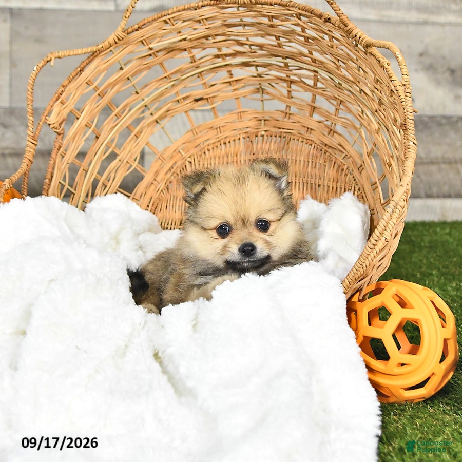 Pomeranian dogs Nevada - Ad 2