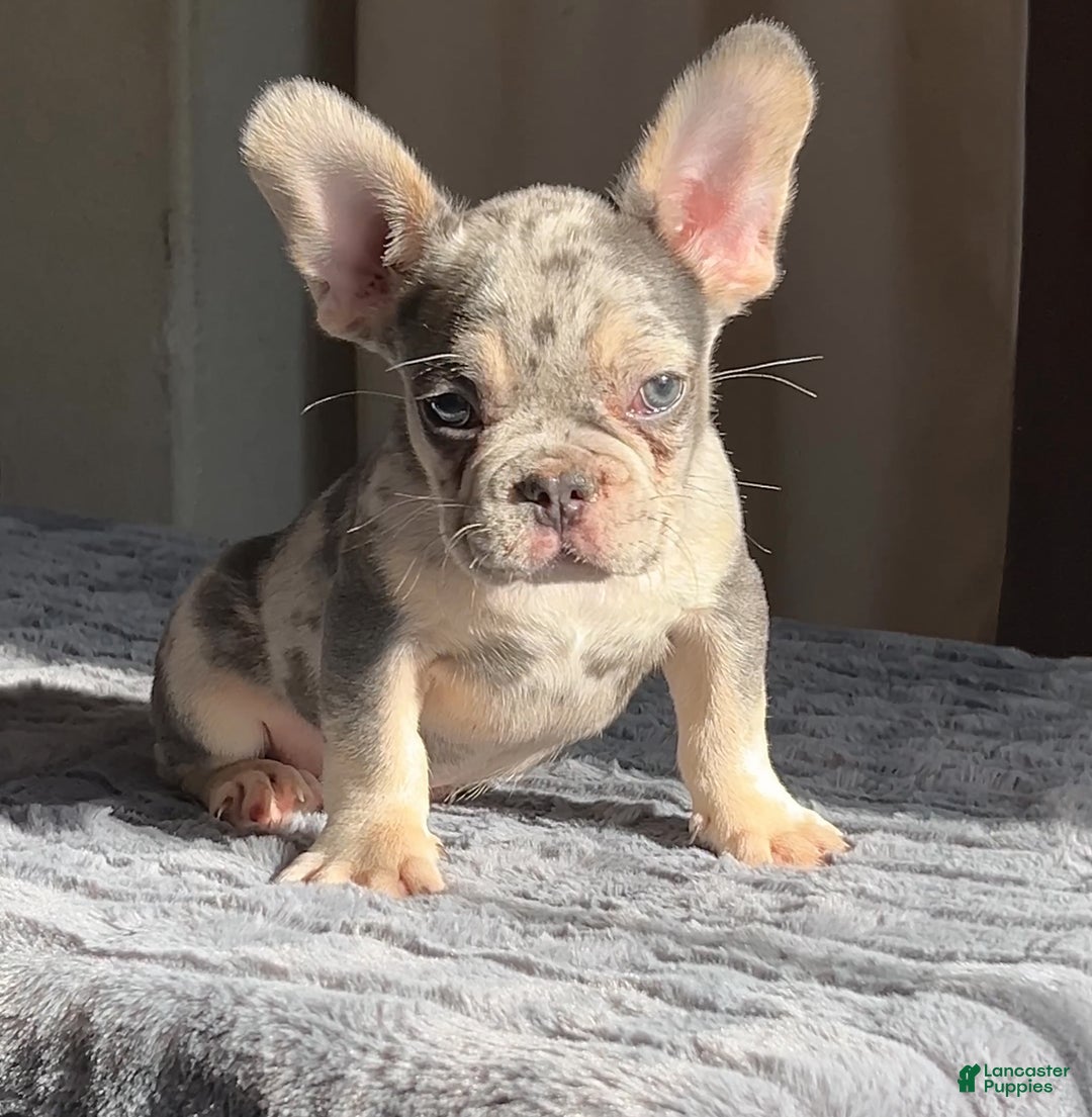 Breed Standard Licensed French Bulldog Breeders French Bulldog