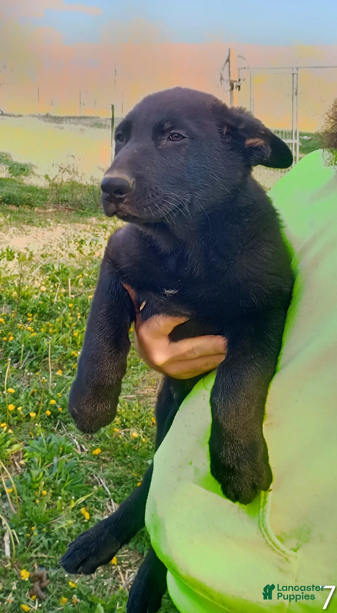 German Shepherd dogs for sale: German Shepherd Puppy 8 - Ad 1