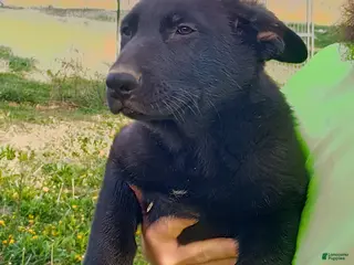 German Shepherd dogs for sale: German Shepherd Puppy 8 - Ad 2