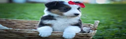 Mixed Breed dogs for sale: Goose🐾 - Ad 7