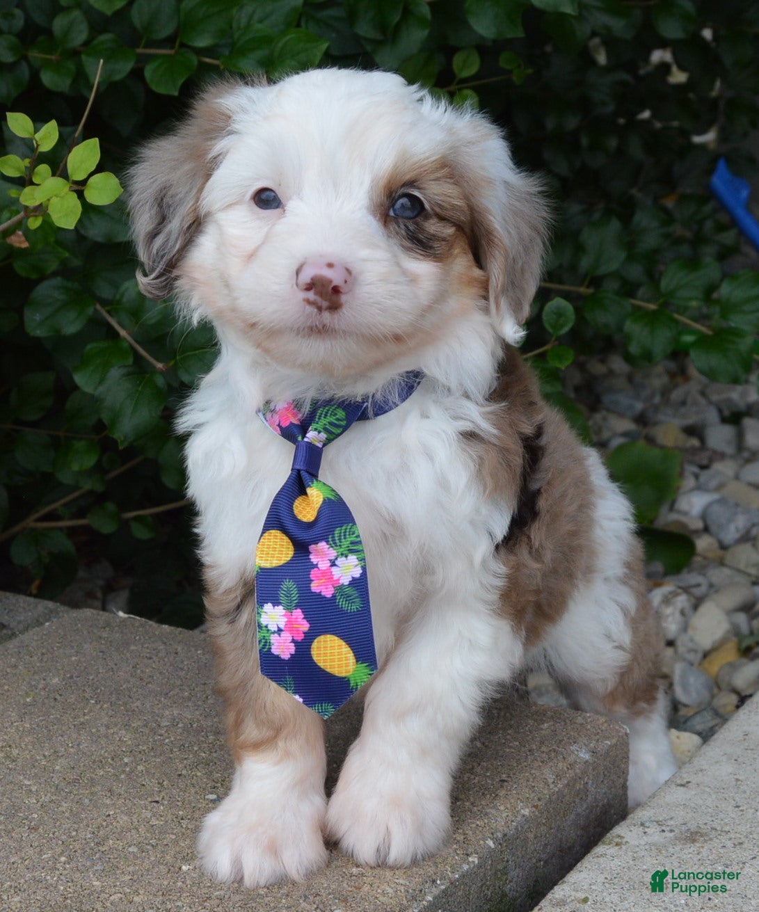 Mini Aussiedoodle dogs Mini Auggie - Ad 2