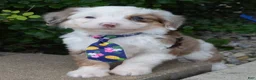 Mini Aussiedoodle dogs for sale: Mini Auggie - Ad 2