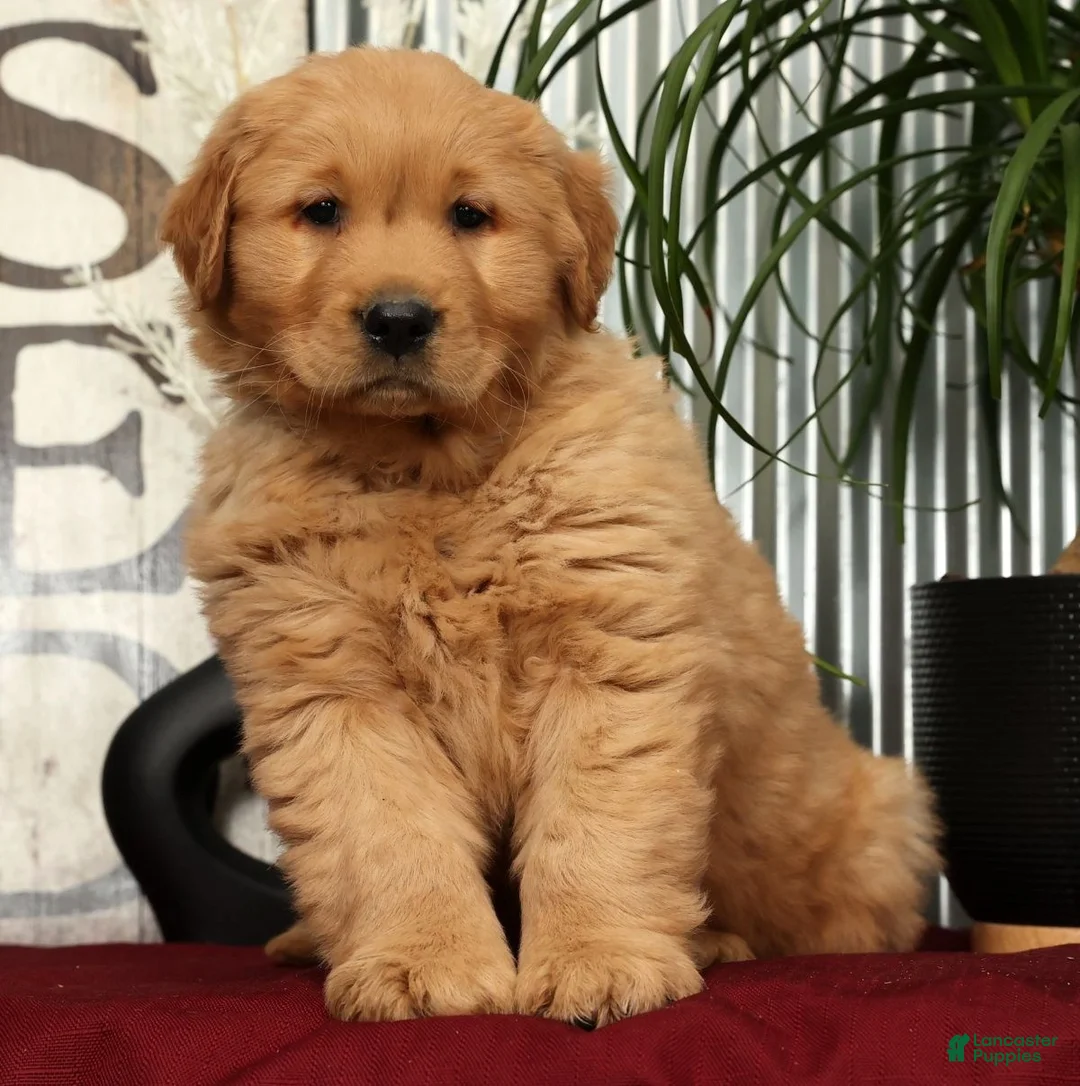 Golden Retriever dogs for sale: Alec - Ad 1