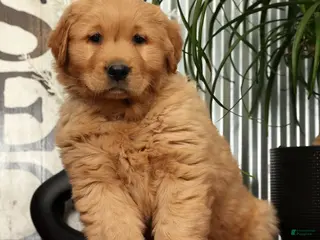 Golden Retriever dogs for sale: Alec - Ad 4