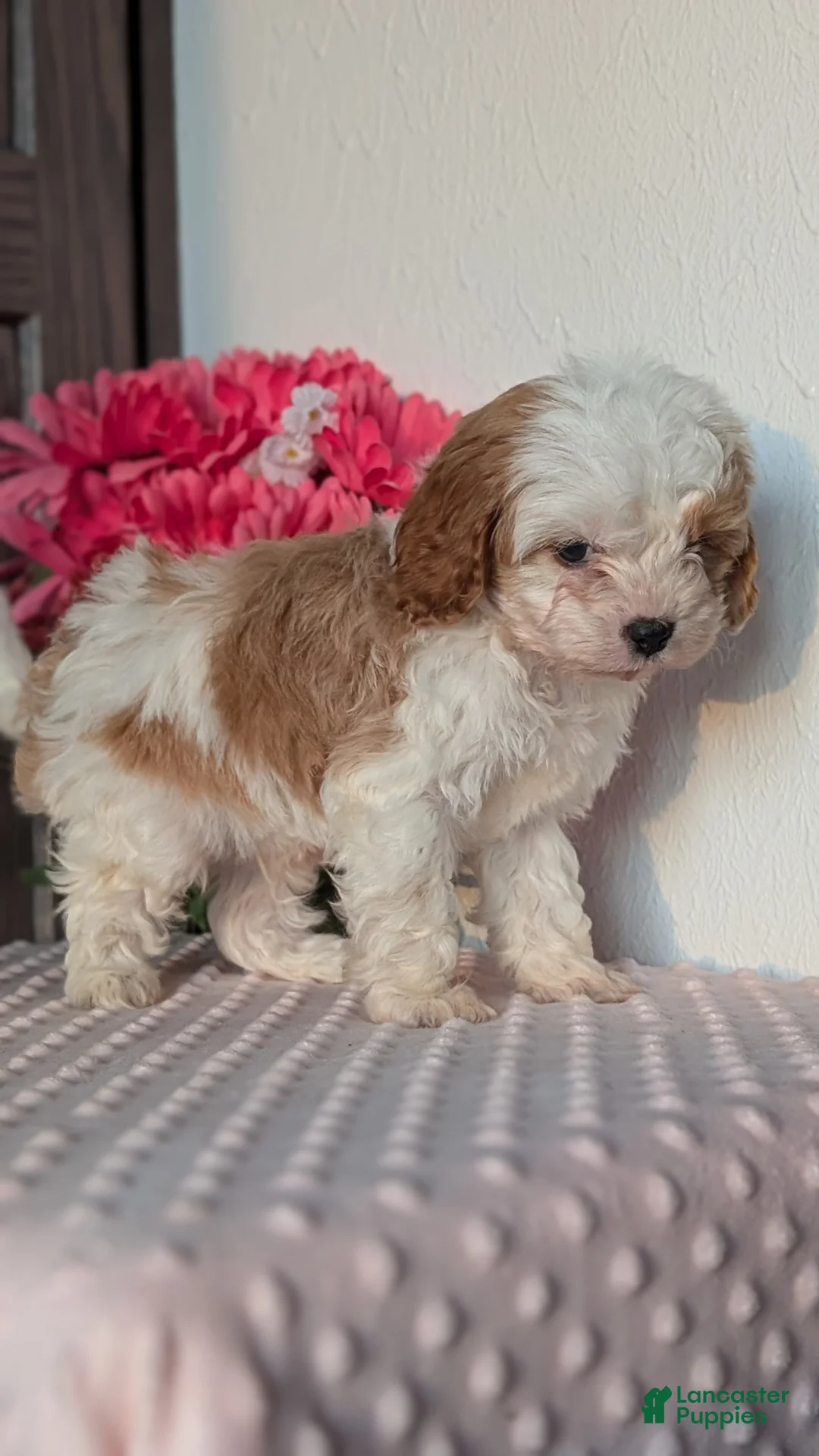 Cavapoo dogs for sale: Tripp - Ad 8