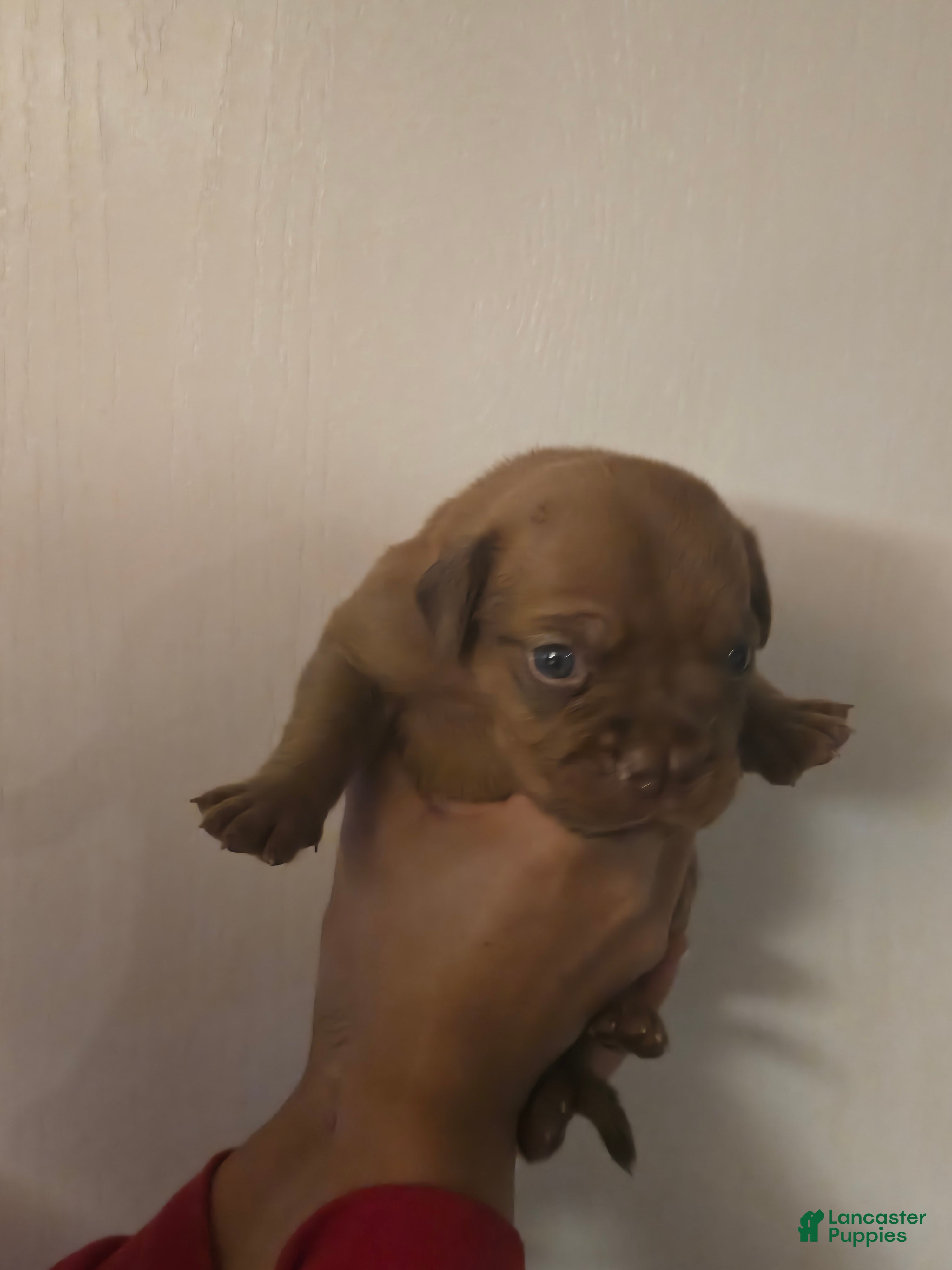 Bullmastiff dogs Purple Female - Ad 2