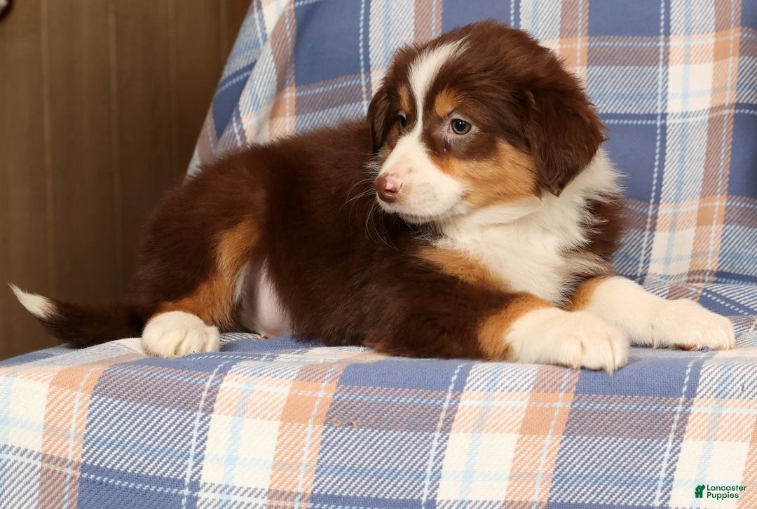Australian Shepherd dogs for sale: Silver - Ad 5