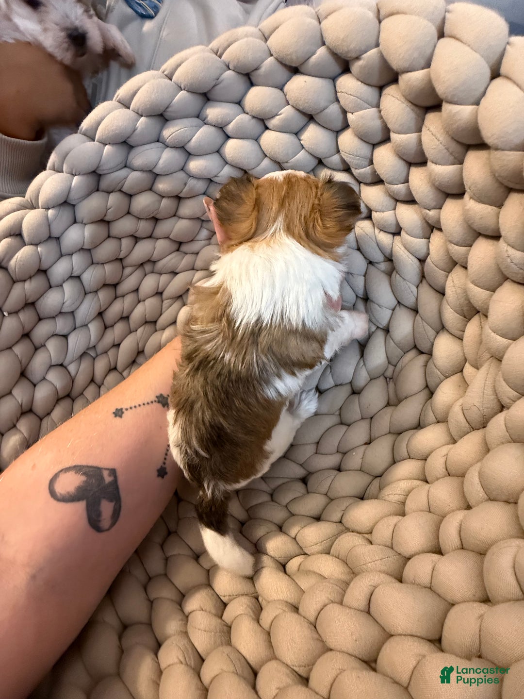 Morkie dogs for sale: TEACUP JOY  - Ad 14