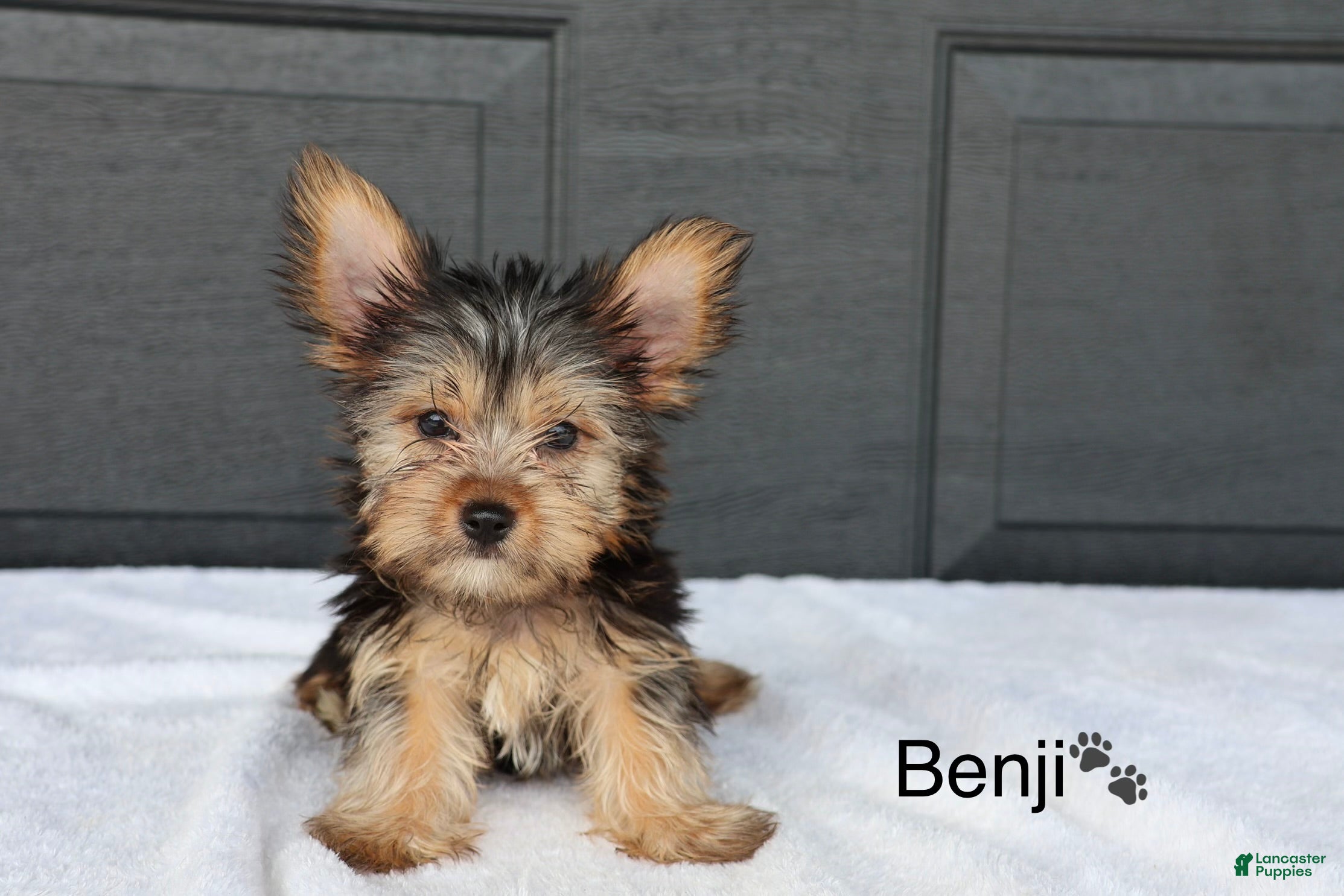 Yorkshire Terrier dogs Benji - Ad 2