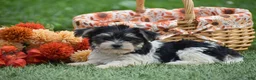 Morkie dogs for sale: Sarah - Ad 12