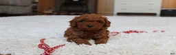 Toy Poodle dogs for sale: Marshall - Ad 10