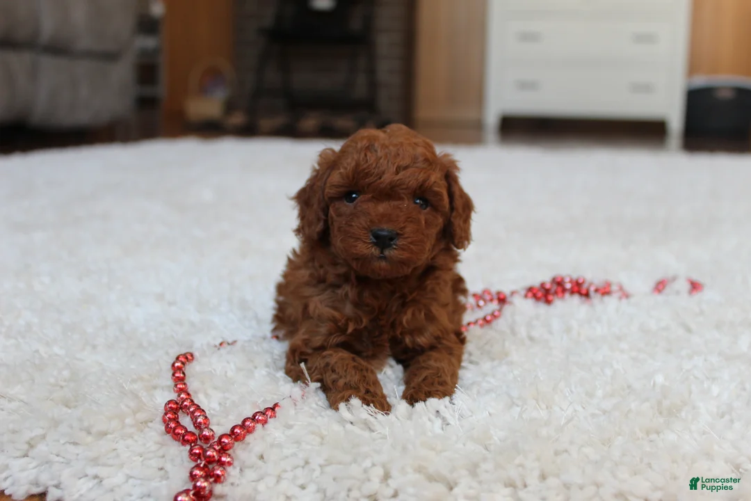 Toy Poodle dogs for sale: Marshall - Ad 10