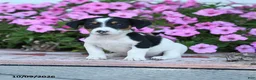 Jack Russell Terrier dogs for sale: Laurie - Ad 5