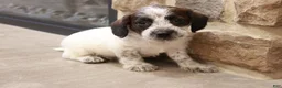 Jackapoo dogs for sale: Jethro - Ad 9