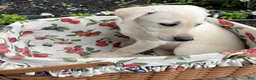 Mixed Breed dogs for sale: Mixed Breed 4 - Ad 4