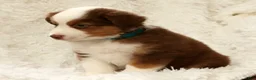 Australian Shepherd dogs for sale: Cooper - Ad 9